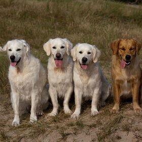 Hondenfoto van Golden Girls 