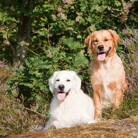 Hondenfoto van Golden Girls 