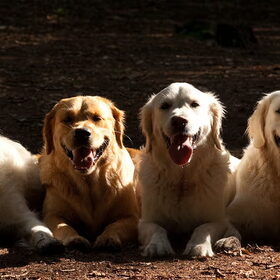 Hondenfoto van Golden Girls 