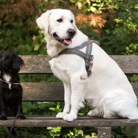 Noah en Wolf in het bos!