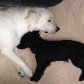 Noah en Wolf
