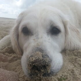 Hondenfoto van Golden Girls 