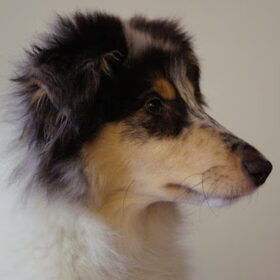 silver is een bleu merle en is onze tweede hond, en ze kan heel…