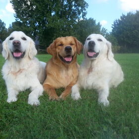 Hondenfoto van Golden Girls 