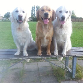 Hondenfoto van Golden Girls 