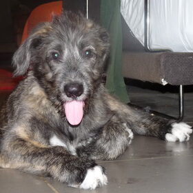 Hondenfoto van Jeanine :)