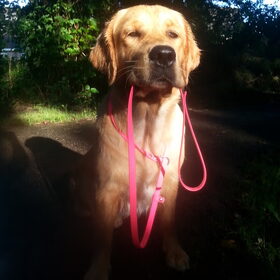 Hondenfoto van Golden Girls 