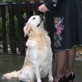 Hondenfoto van  martine