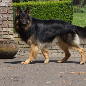 Hondenfoto van stephanie