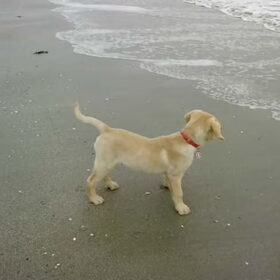 Sam aan het strand, leeftijd 3 maanden