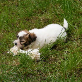 dit is Bobbie, toen hij nog maar ongeveer 2 maanden was. Nu is…