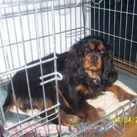 Dit is onze Amber. Een heel lieve hond. Een allemans vriendje…
