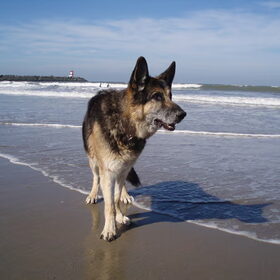 Kazan in Scheveningen.
