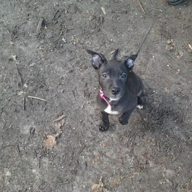 Hondenfoto van Heavenly en de hond King (En Marvey en Ginny)