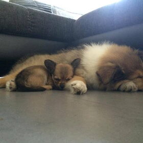 Hondenfoto van Laika Lana Lizzy <3