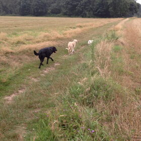 Los in het bos!