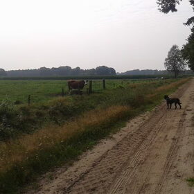 Hondenfoto van Liesbeth... Jack - Max † - Blixem