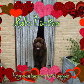Hondenfoto van Jeanine :)