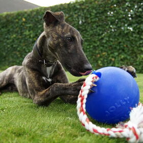 Hondenfoto van Tom -  (Speedy & Jacky†) - Milo & Ozzy. 