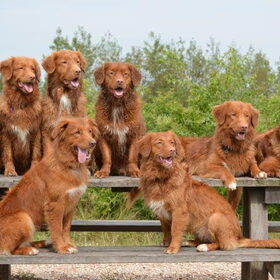 Hondenfoto van Maks met Fenna & Yuna