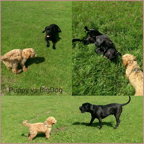 Puppy vs BigDog
