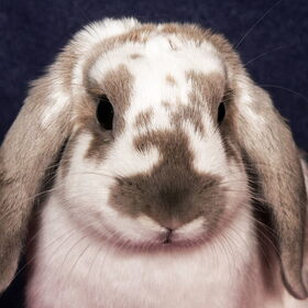 Hondenfoto van Angelique; Bruno, Charlie & Fenna  