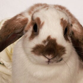 Hondenfoto van Angelique; Bruno, Charlie & Fenna  