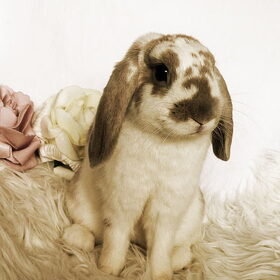 Hondenfoto van Angelique; Bruno, Charlie & Fenna  