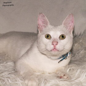 Hondenfoto van Angelique; Bruno, Charlie & Fenna  