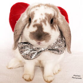 Hondenfoto van Angelique; Bruno, Charlie & Fenna  