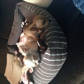 Samen in de mand
