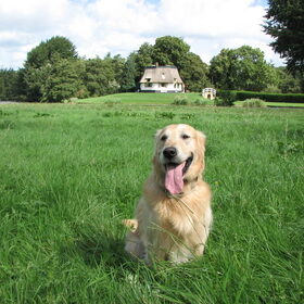 Hondenfoto van Wilma en Dobby (RIP)