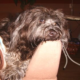 Daisy op haar lievelingsplekje,de bank.