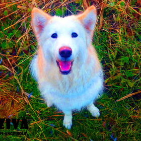 Hondenfoto van Angelique; Bruno, Charlie & Fenna  