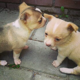 Pups van James.
