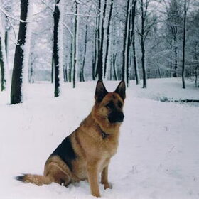 Caya, in de sneeuw bij de oosterplas in Den Bosch.