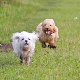 Hondenfoto van Inge, baasje van Gina, Flynn en Wobbe