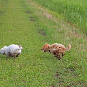 Hondenfoto van Inge, baasje van Gina, Flynn en Wobbe