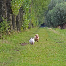 Hondenfoto van Inge, baasje van Gina, Flynn en Wobbe