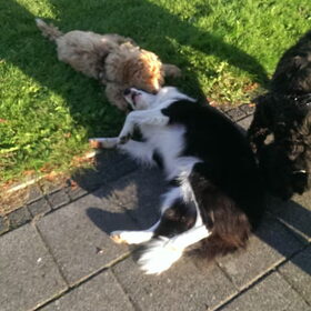 Hondenfoto van Suzanne & Senna