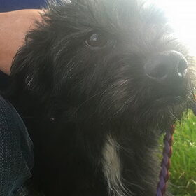 Hondenfoto van Ciska en Spanjaardje Moh (Bambi r.i.p.)
