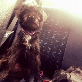 Hondenfoto van Ciska en Spanjaardje Moh (Bambi r.i.p.)
