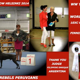 Hondenfoto van Peruaanse Naakthonden / Peludo's