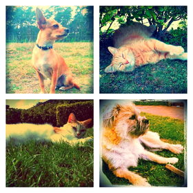 Onze roedel!