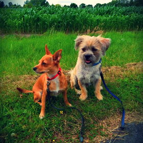 Hondenfoto van Valerie <3 Mila <3 Max