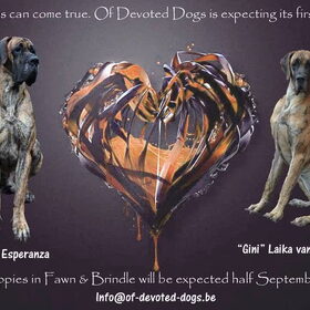 Hondenfoto van Of Devoted Dogs 