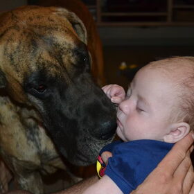 Hondenfoto van Of Devoted Dogs 
