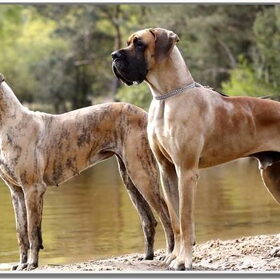 Hondenfoto van Of Devoted Dogs 