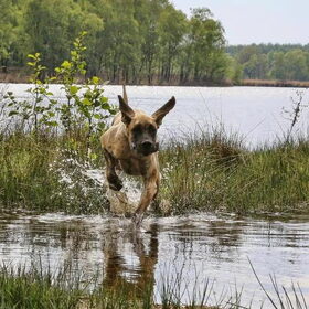 Hondenfoto van Of Devoted Dogs 