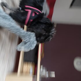 Hondenfoto van Ciska en Spanjaardje Moh (Bambi r.i.p.)